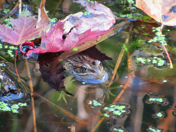 Northern Leopard Frog